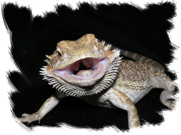 AGAMA VOUSATÁ (Pogona Vitticeps)
