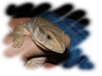 VARAN STEPNÍ (Varanus exanthematicus)