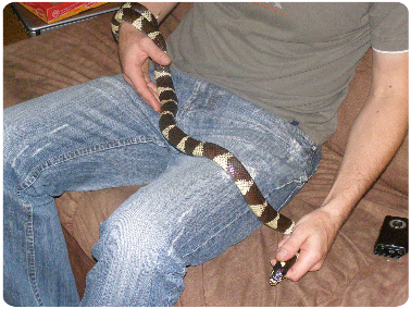 KORÁLOVKA PRUHOVANÁ (Lampropeltis getula californiae)