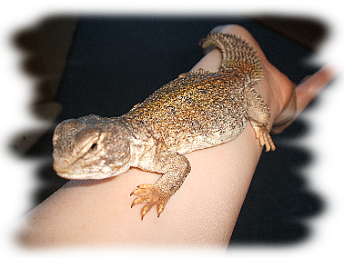 TRNOREP SKALNÍ (Uromastyx acanthinura)