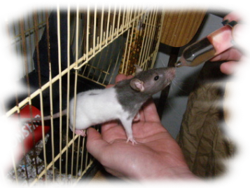 Potkan (Rattus norvegicus)
