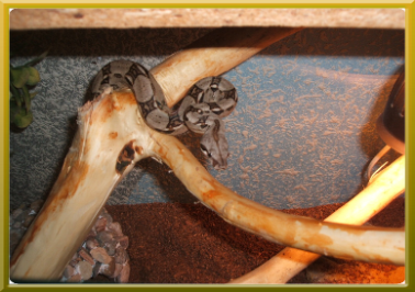 HROZNÝŠ KRÁLOVSKÝ (Boa constrictor)