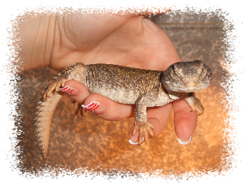 TRNOREP SKALNÍ (Uromastyx acanthinura)