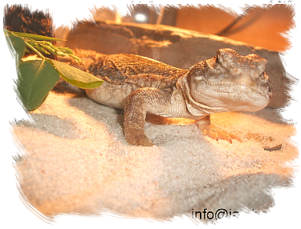 TRNOREP SKALNÍ (Uromastyx acanthinura)
