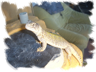 TRNOREP SKALNÍ (Uromastyx acanthinura)