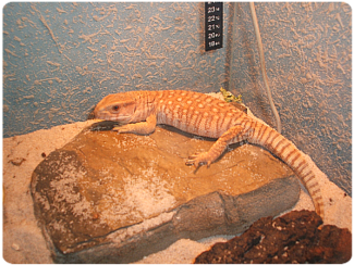 VARAN STEPNÍ (Varanus exanthematicus)