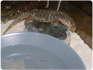 VARAN STEPNÍ (Varanus exanthematicus)